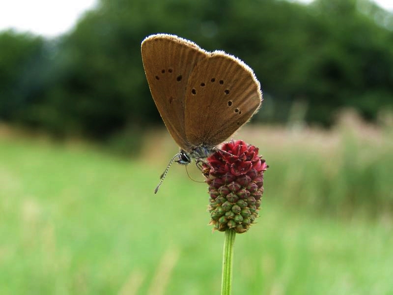 Schwarzblauer Ameisenbläuling auf Wiesenknopf © Michael Gertz