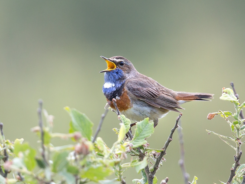 Blaukehlchen © Hans-Martin Kochanek