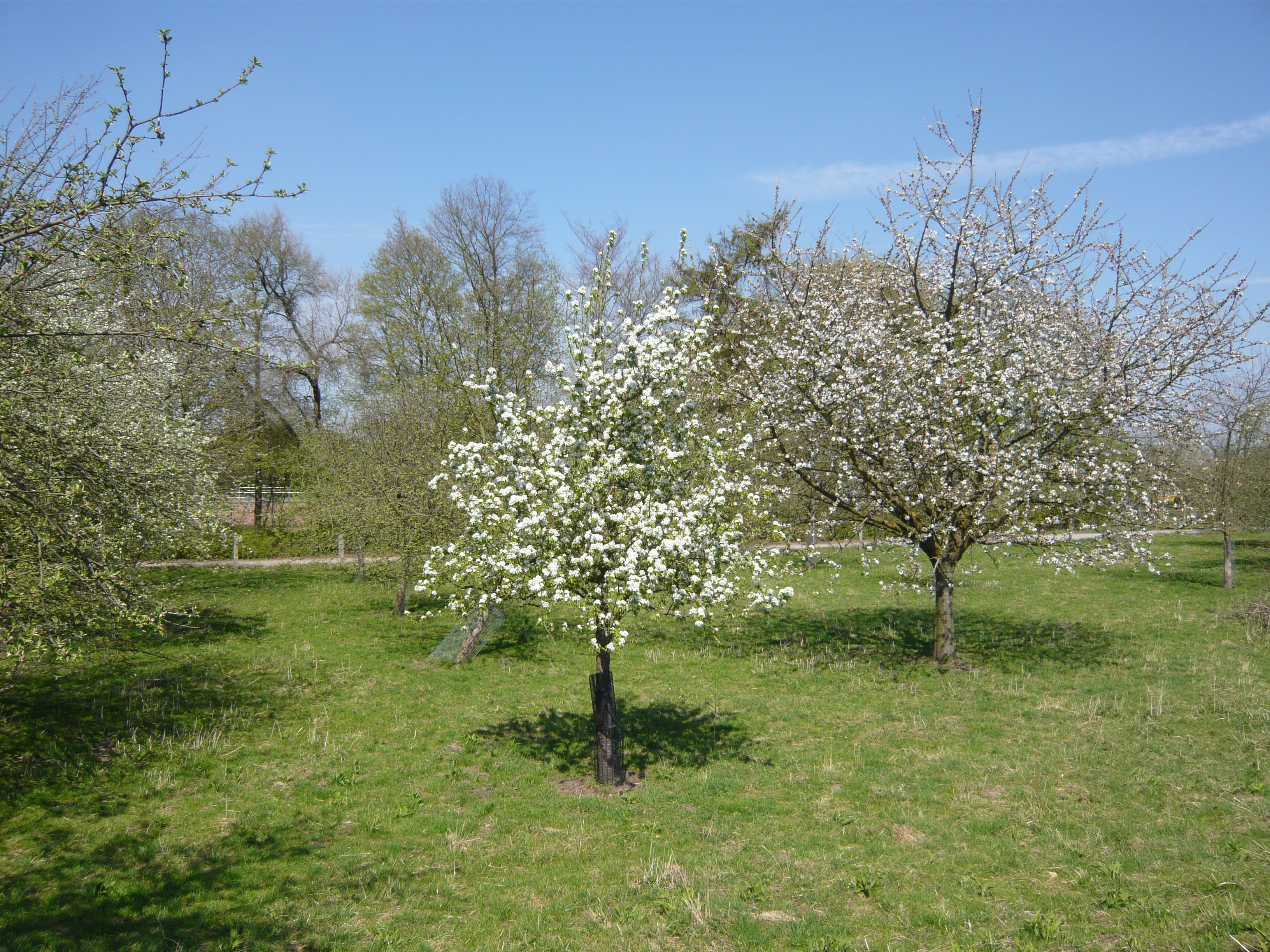 Blütenzauber in der Obstwiese © Haus der Natur, Biologische Station im Rhein-Kreis Neuss e.V.