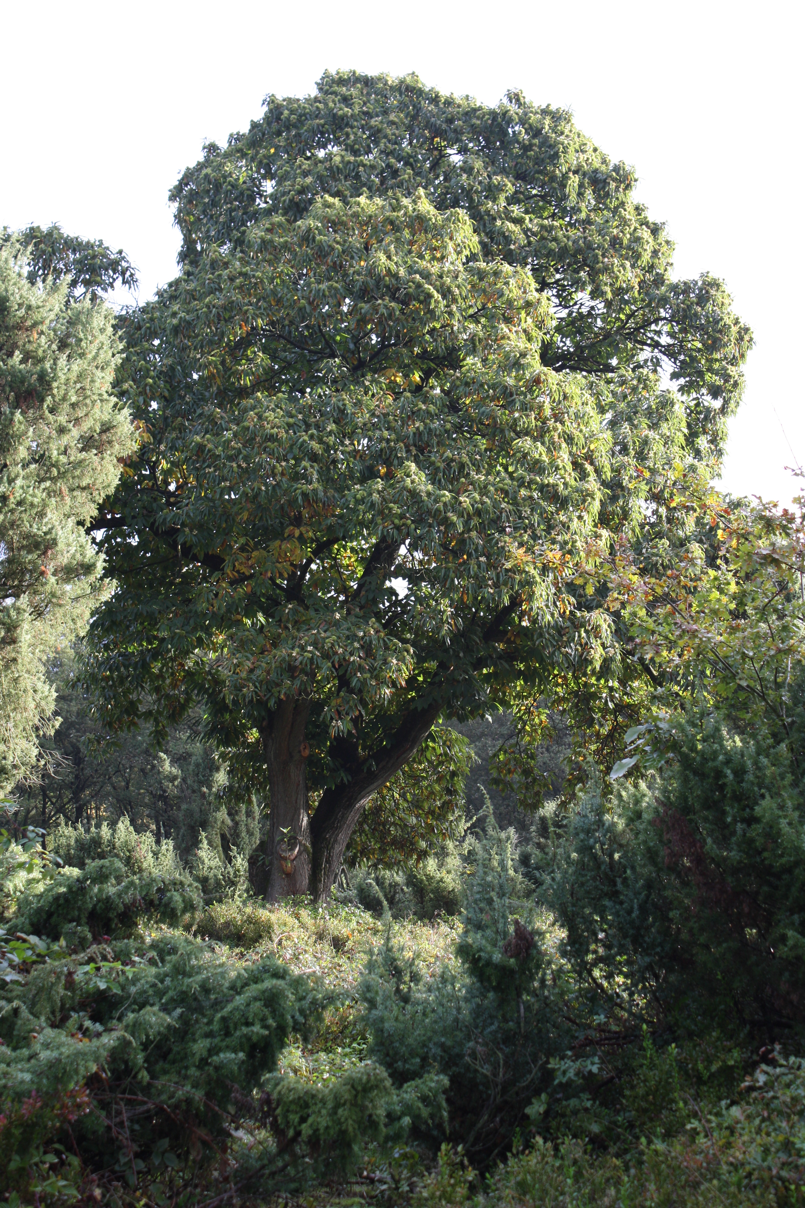 In der Wachholderheide © Beate Schlichting