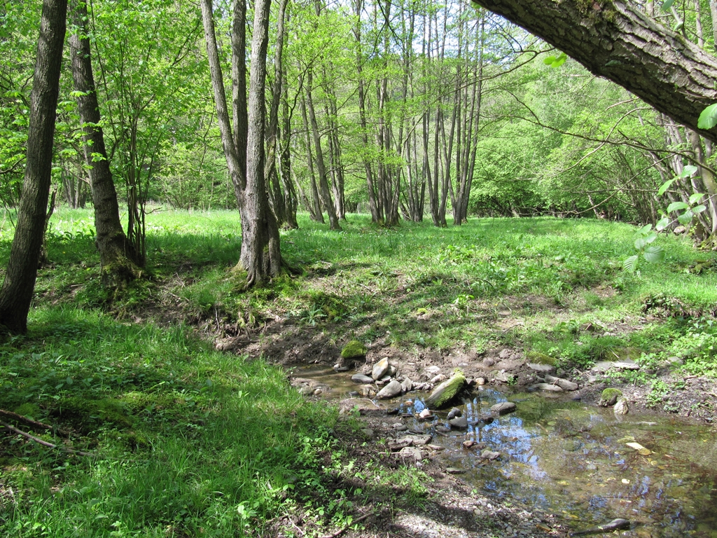 Frühling in der Kall © Biologische Station Düren