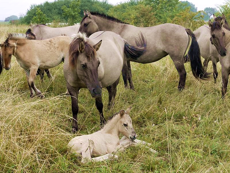 Konik-Pferde © M. Scharf