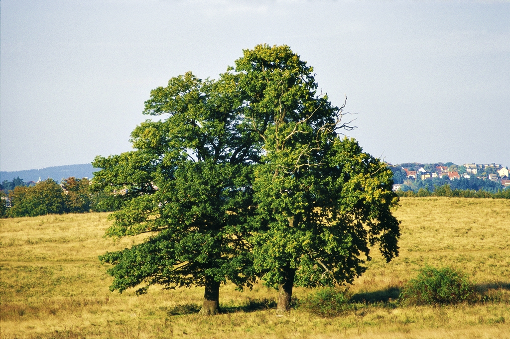 Auf dem Stilleking © Naturschutzzentrum Märkischer Kreis e.V.