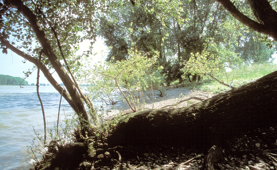 Pappel am Rhein © Haus der Natur, Biologische Station im Rhein-Kreis Neuss e.V.