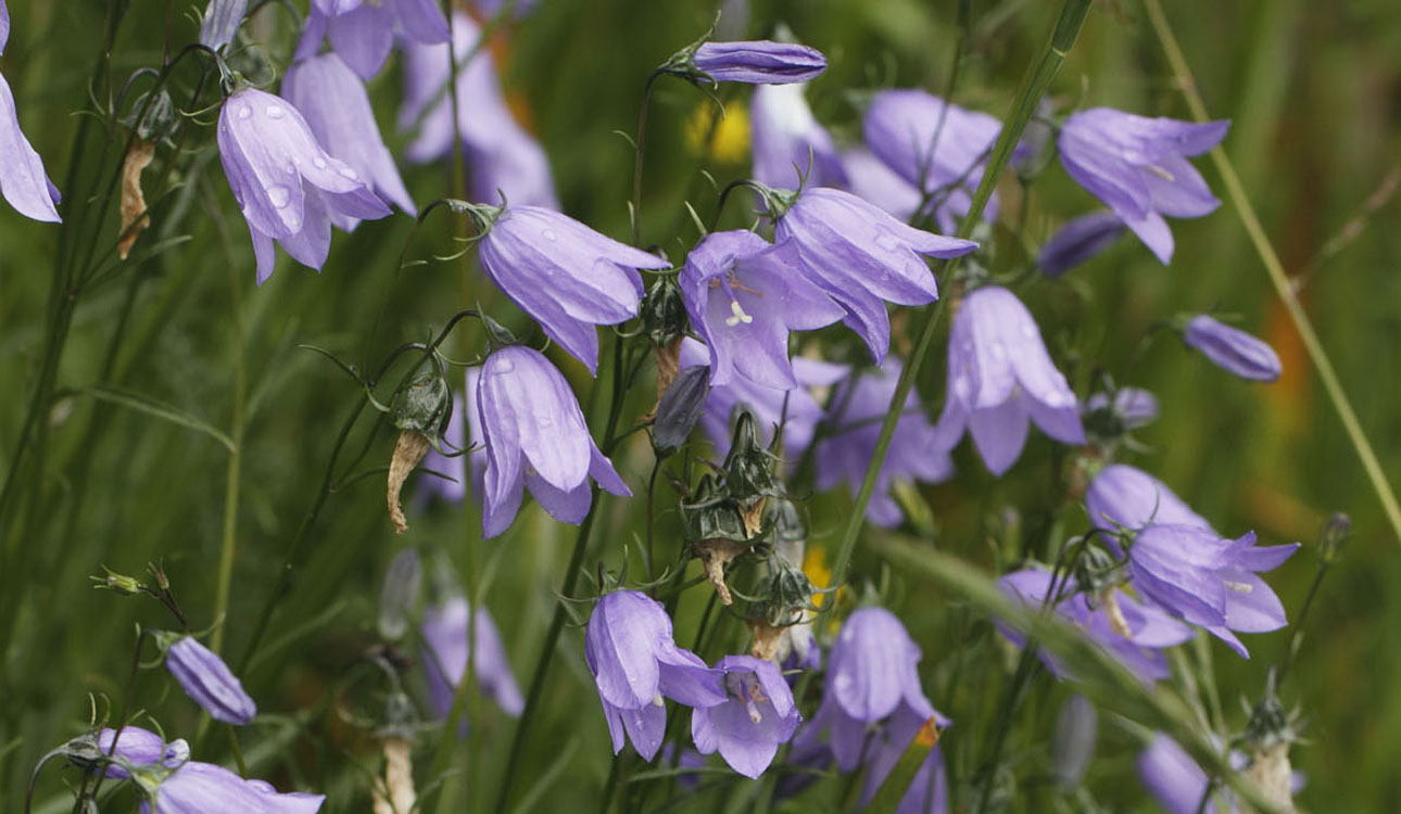 Rundblättrige Glockenblume © Bernd Margenburg