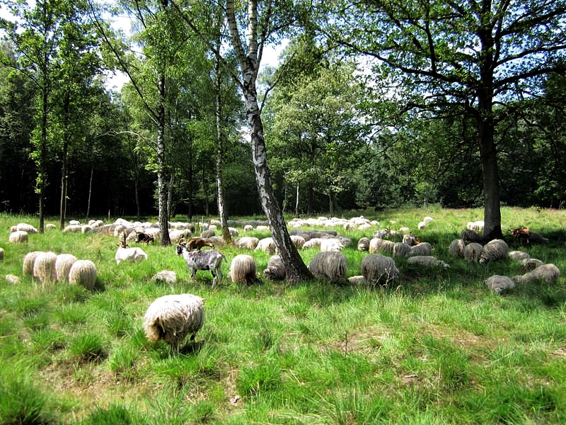 Schafbeweidung in der Ohligser Heide © Biologische Station Mittlere Wupper