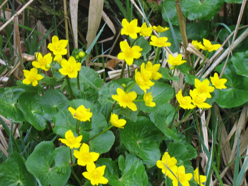 Sumpfdotterblumen © NaturFreunde Düsseldorf e.V.