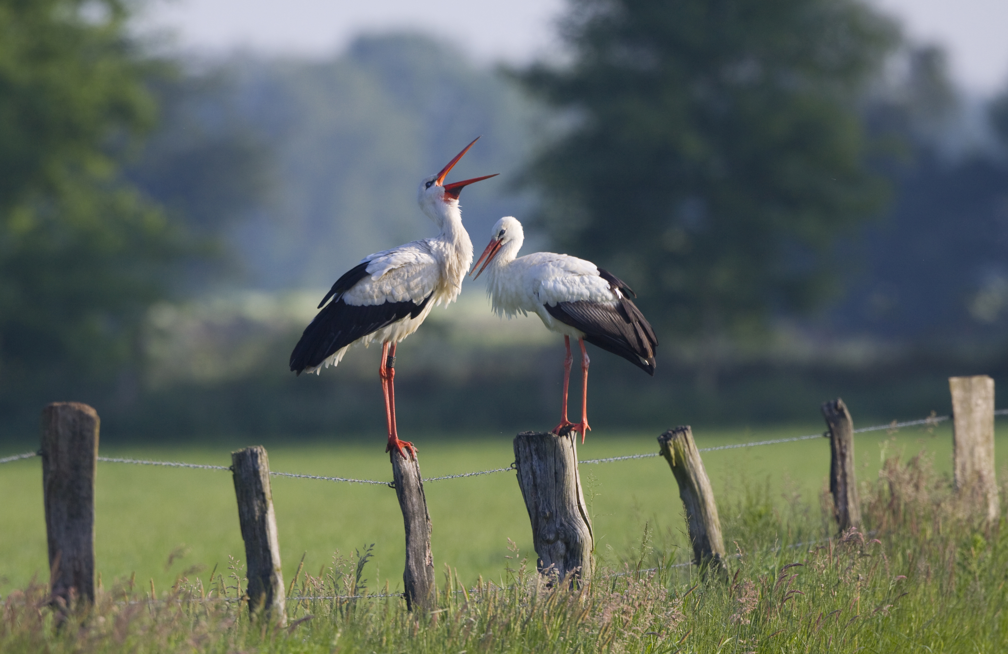 Weißstorch © Hans Glader