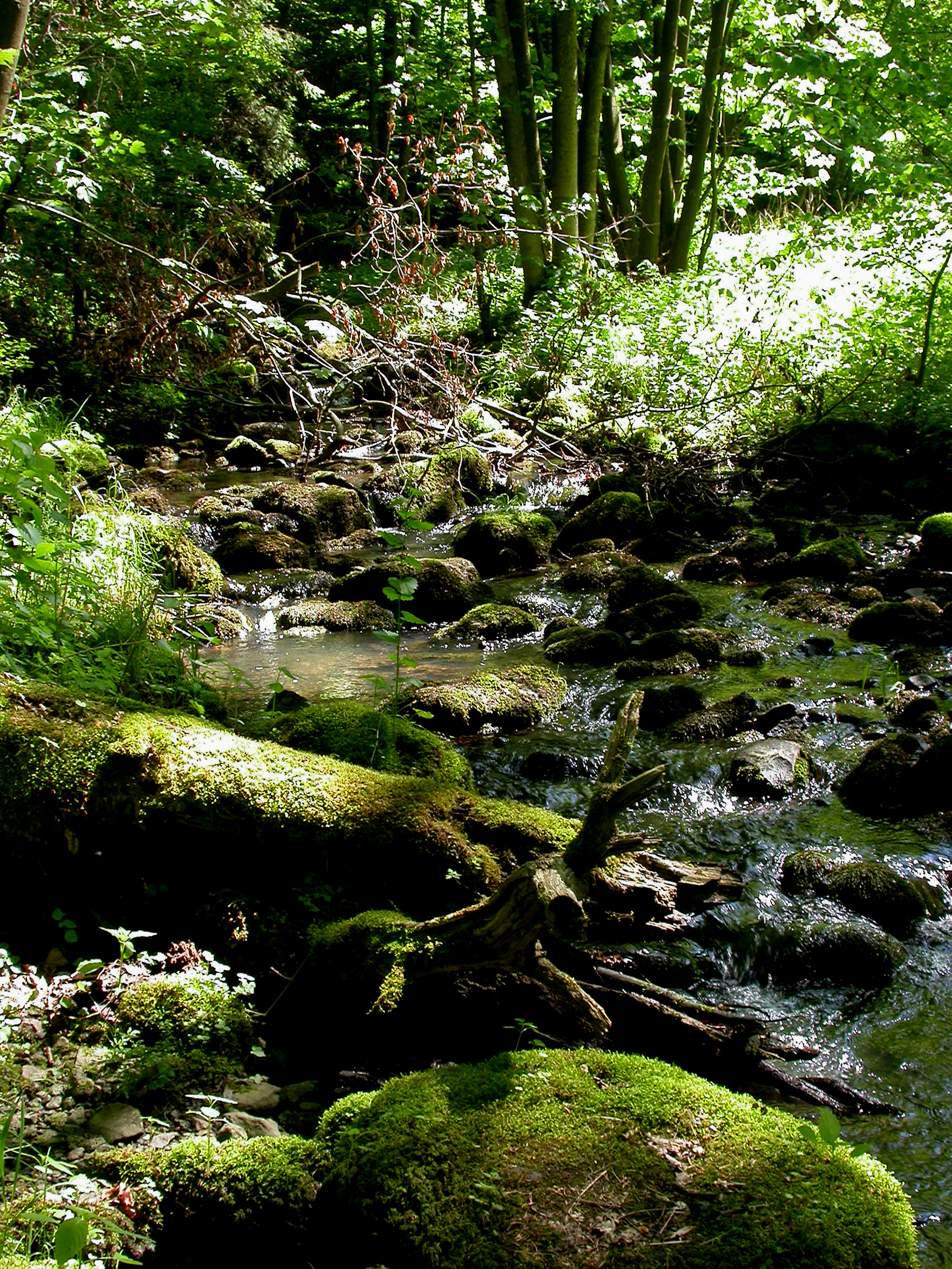 Blick in den Winterbach © Ursula Siebel