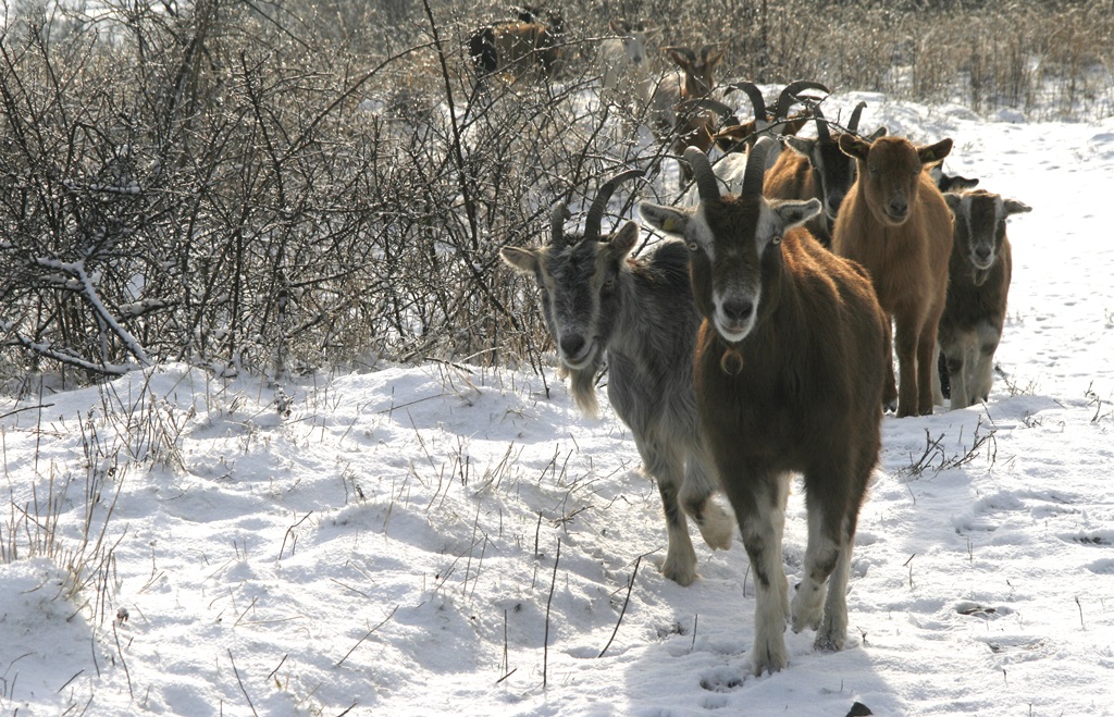 Ziegenherde © Naturschutzzentrum Märkischer Kreis e.V.