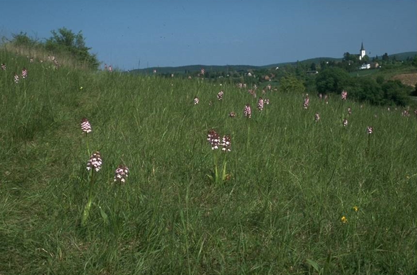 Der Kuttenberg © Biologische Station im Kreis Euskirchen