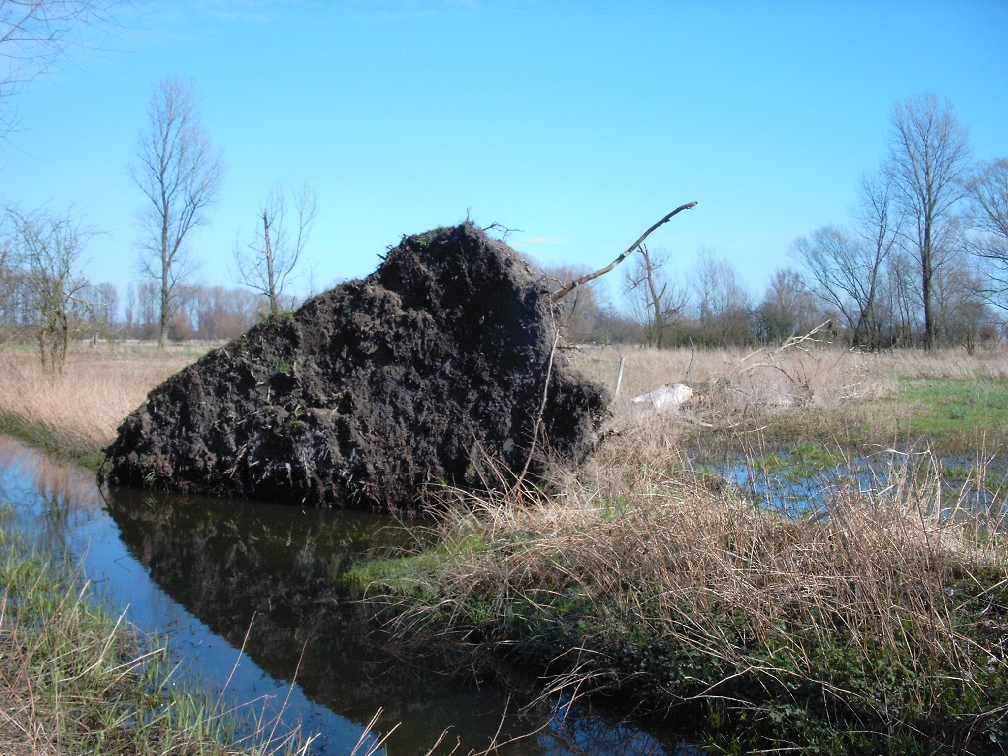 Entwurzelte Pappel © Haus der Natur, Biologische Station im Rhein-Kreis Neuss e.V.