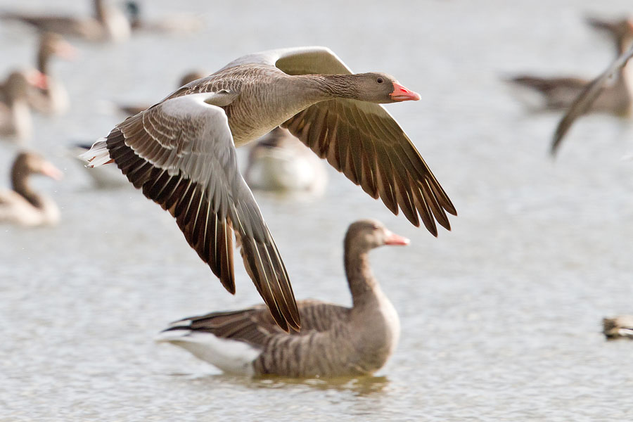 Graugans © Hans-Martin Kochanek