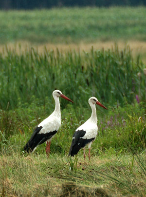 Störche in der Weseraue © Biologische Station Minden-Lübbecke