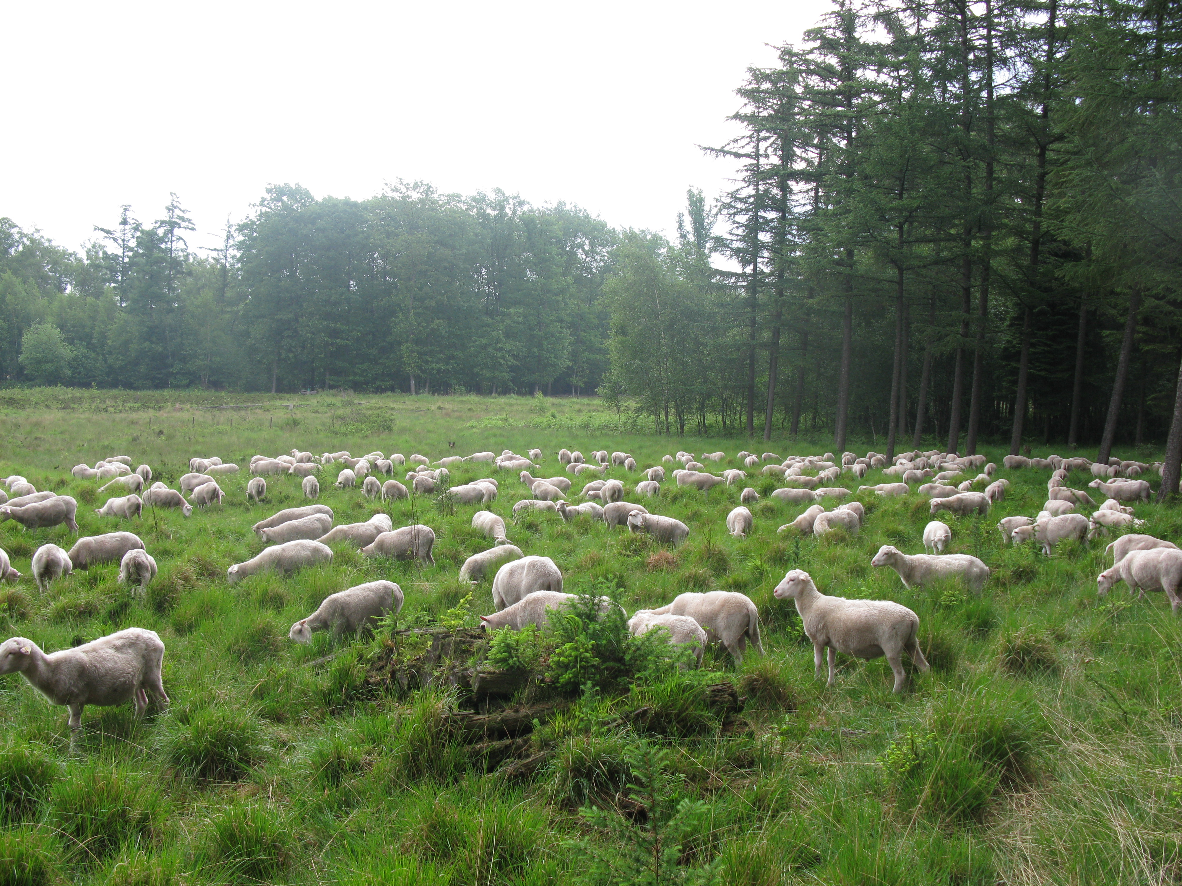 Urdenbacher Kampe Natur Erleben Nrw